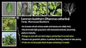 Attēlu rezultāti vaicājumam “Rhamnus cathartica leaf”