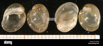 Attēlu rezultāti vaicājumam “Arcyria globosa young”