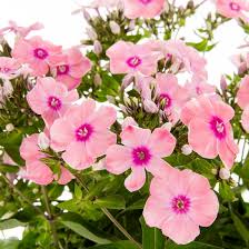 Image result for Phlox paniculata `Sweet Summer`