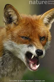 Attēlu rezultāti vaicājumam “Vulpes vulpes  adult”