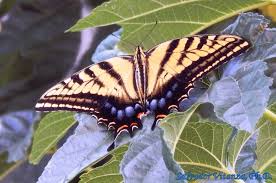 Attēlu rezultāti vaicājumam “Papilionidae”