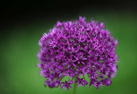 Attēlu rezultāti vaicājumam “Allium holandicum”
