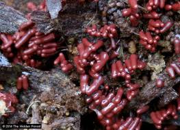 Attēlu rezultāti vaicājumam “Arcyria denudata spores”