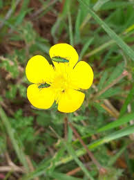 Attēlu rezultāti vaicājumam “Ranunculus bulbosus flower”