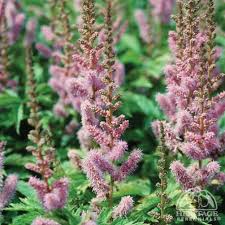 Attēlu rezultāti vaicājumam “Astilbe chinensis leaf”