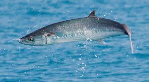 Image result for Scomberomorus cavalla