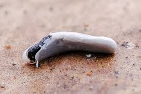 Attēlu rezultāti vaicājumam “Craterium leucocephalum stalked”