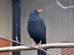 Image result for Pyrrhocorax pyrrhocorax