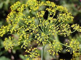 Attēlu rezultāti vaicājumam “Anethum graveolens flower”