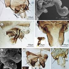 Attēlu rezultāti vaicājumam “Drepanosiphum platanoidis”
