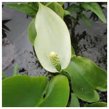 Attēlu rezultāti vaicājumam “Calla palustris flower”