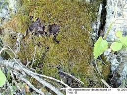 Attēlu rezultāti vaicājumam “Eurhynchiastrum pulchellum”