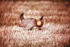 male in breeding plumage - via Daymix