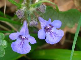 Attēlu rezultāti vaicājumam “Glechoma hederacea flower”