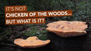 Attēlu rezultāti vaicājumam “Hapalopilus croceus”