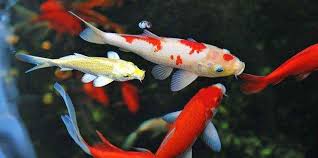 Image result for vissen