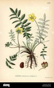 Image result for Potentilla anserina