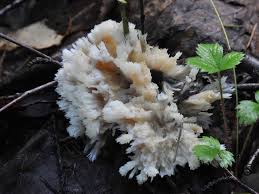 Attēlu rezultāti vaicājumam “Sebacina incrustans”