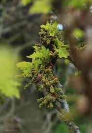 Attēlu rezultāti vaicājumam “Quercus robur female flower”