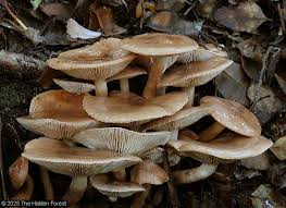 Attēlu rezultāti vaicājumam “Tricholoma sp.”