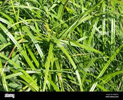 Attēlu rezultāti vaicājumam “Scirpus sylvaticus leaf”