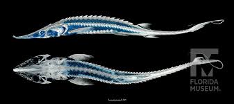 Image result for Scaphirhynchus platorynchus