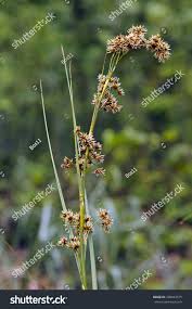 Attēlu rezultāti vaicājumam “Cladium mariscus leaf”