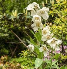 Image result for Meconopsis betonicifolia alba