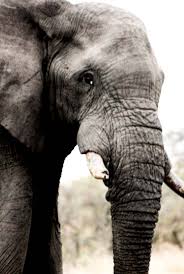 Image result for sad elephant