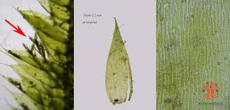 Attēlu rezultāti vaicājumam “Pseudotaxiphyllum elegans”