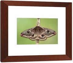 Attēlu rezultāti vaicājumam “Saturnia pavonia eggs”