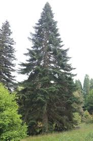 Attēlu rezultāti vaicājumam “Abies”