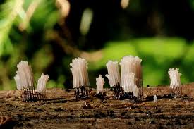 Attēlu rezultāti vaicājumam “Stemonitis axifera”