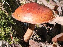 Attēlu rezultāti vaicājumam “Stropharia albocrenulata”