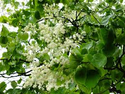 Attēlu rezultāti vaicājumam “Syringa reticulata subsp. amurensis flower”