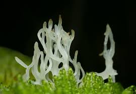 Attēlu rezultāti vaicājumam “Lentaria”