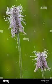 Attēlu rezultāti vaicājumam “Plantago media flower”