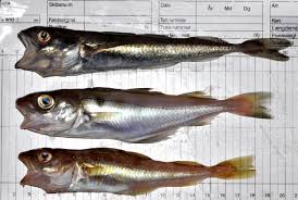 Image result for Melanogrammus aeglefinus