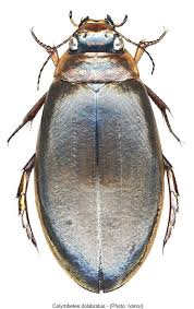 Attēlu rezultāti vaicājumam “Colymbetes striatus”