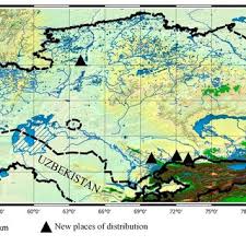 Attēlu rezultāti vaicājumam “Dactylorhiza majalis subsp. baltica bud”