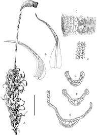 Attēlu rezultāti vaicājumam “Bryoerythrophyllum recurvirostrum sporophyte”