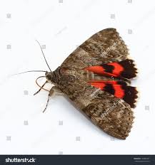 Attēlu rezultāti vaicājumam “Catocala nupta”