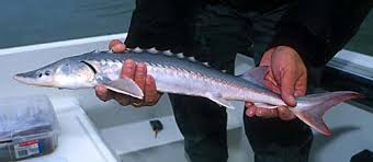 Image result for Acipenser transmontanus