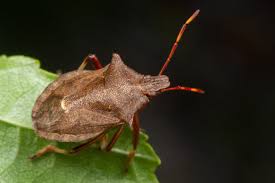 Attēlu rezultāti vaicājumam “Picromerus bidens”
