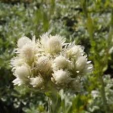Attēlu rezultāti vaicājumam “Antennaria dioica male flower”