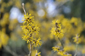 Attēlu rezultāti vaicājumam “Hamamelis mollis flower”