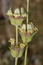 Attēlu rezultāti vaicājumam “Sidera lenis”