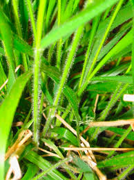 Attēlu rezultāti vaicājumam “Brachypodium sylvaticum leaf”