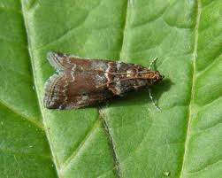 Attēlu rezultāti vaicājumam “Acrobasis advenella”