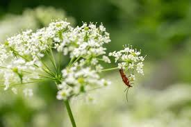 Image result for Chaerophyllum aureum